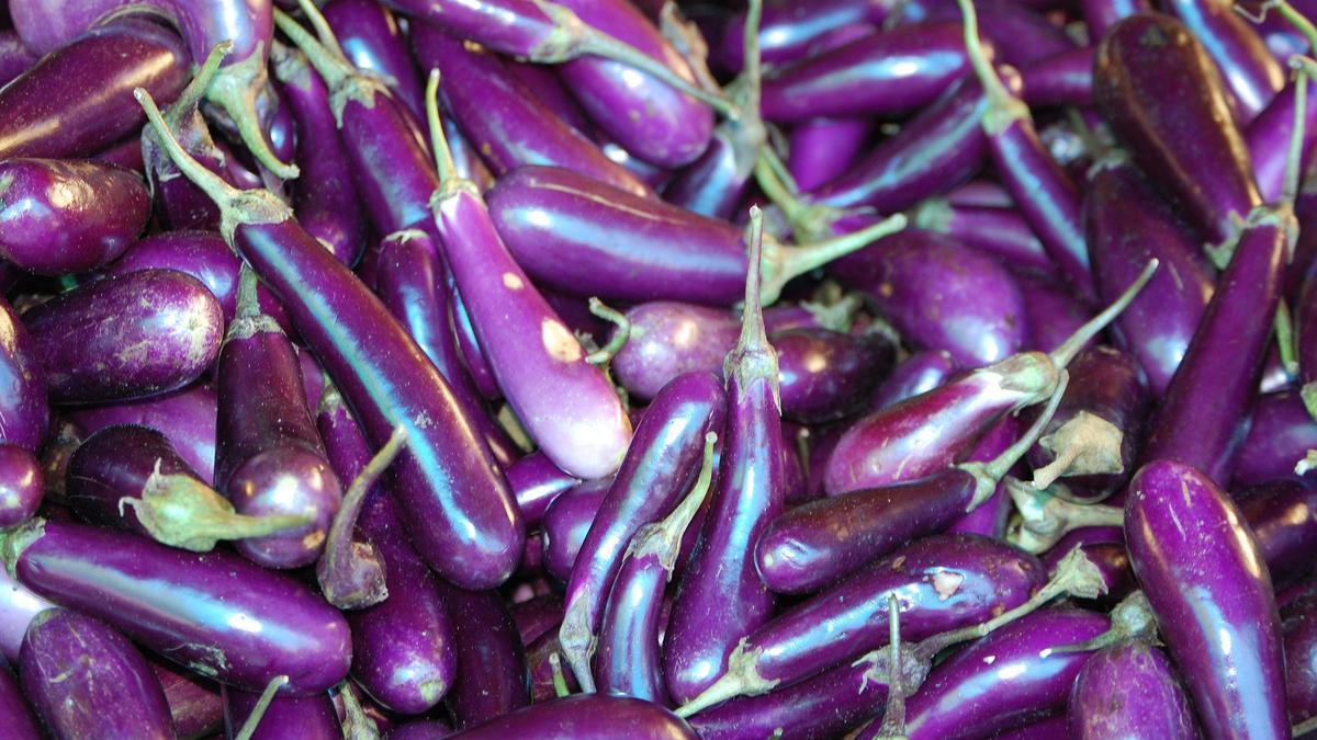 Panduan Menanam Terong Ungu, dari Bibit hingga Panen Berulang