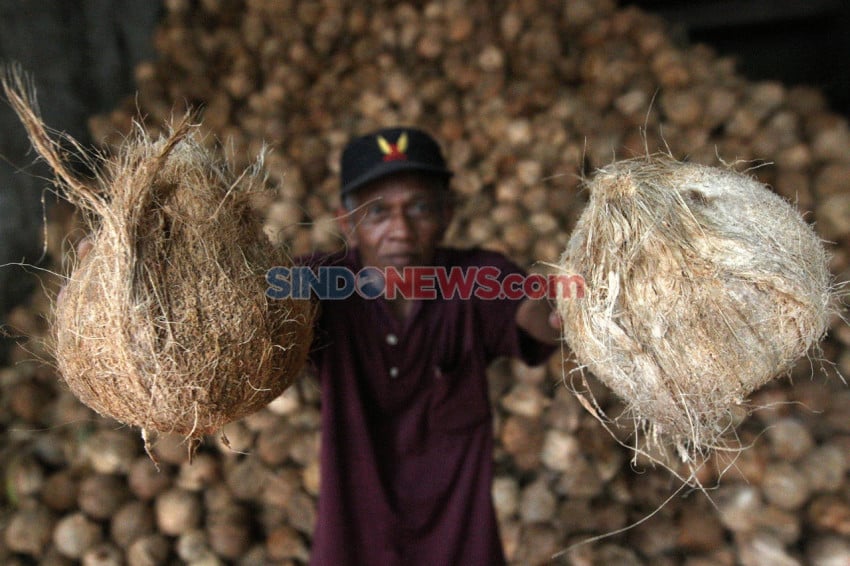 Mentan Bakal Setop Jual Kelapa Gelondongan, Indonesia Bisa Raup Rp2.400 Triliun per Tahun